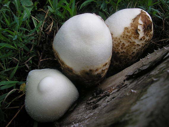 pošvovec stromový Volvariella bombycina (Schaeff.) Singer