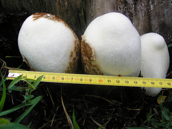 pošvovec stromový Volvariella bombycina (Schaeff.) Singer