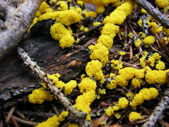 leskloplodka krehká Leocarpus fragilis (Dicks.) Rostaf.