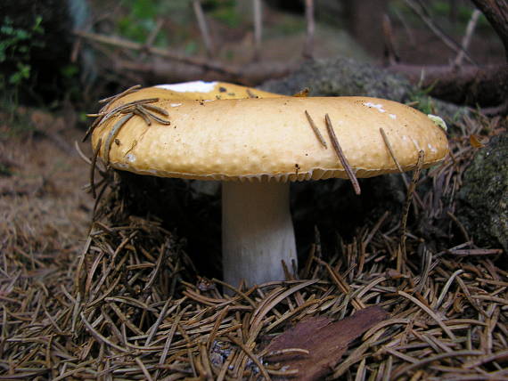 plávka Russula sp.