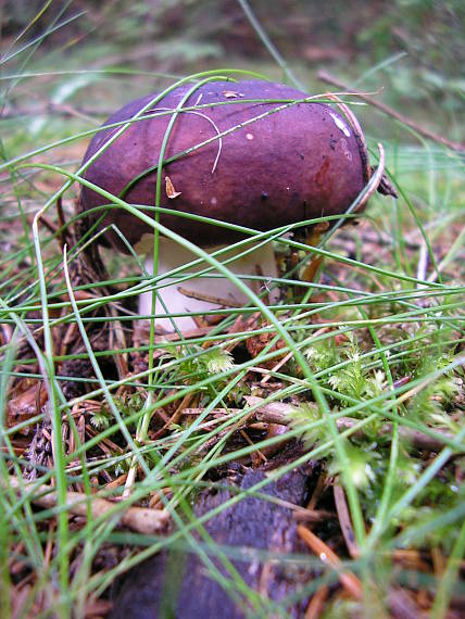 plávka vínovočervená Russula xerampelina (Schaeff.) Fr.