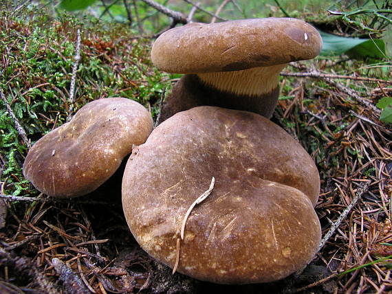 čechračka tmavohlúbiková Tapinella atrotomentosa (Batsch) Šutara