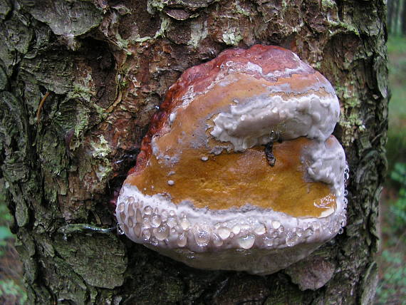 práchnovček pásikavý Fomitopsis pinicola (Sw.) P. Karst.