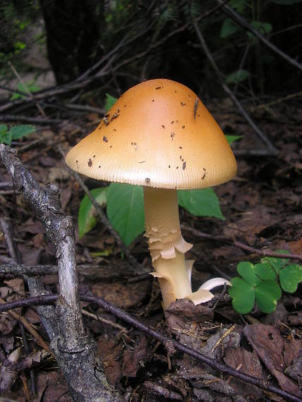 muchotrávka oranžová ? Amanita crocea?