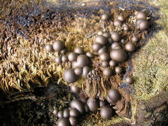 vlčinka červená Lycogala epidendrum (J.C. Buxb. ex L.) Fr.