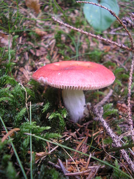 plávka úhľadná Russula rosea Pers.