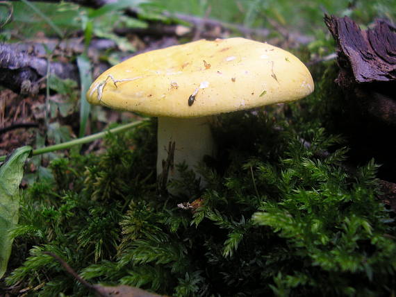 plávka chrómovožltá Russula claroflava Grove