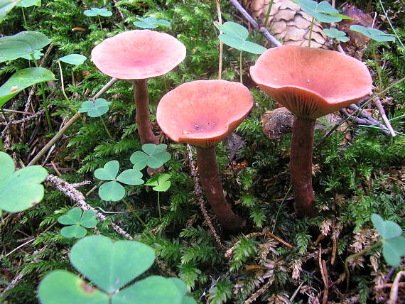 rýdzik Lactarius sp.