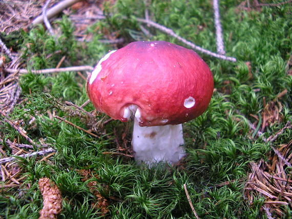 plávka Russula sp.