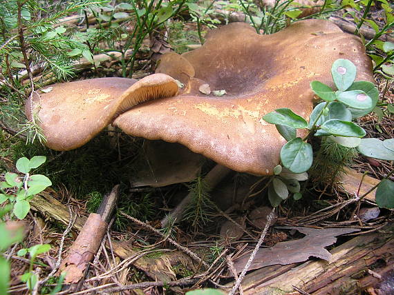 čechračka tmavohlúbiková Tapinella atrotomentosa (Batsch) Šutara