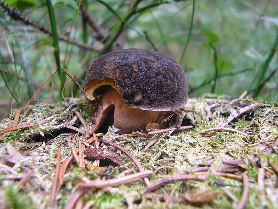 suchohríbnik zamatový Xerocomellus pruinatus (Fr. & Hök) Šutara