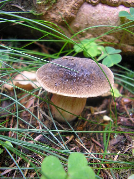 suchohríb Xerocomus sp.