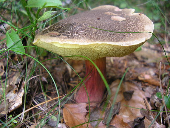 suchohríb Xerocomus sp.