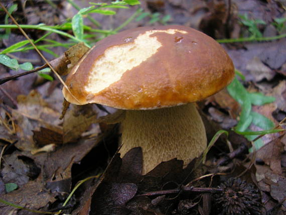 hríb Boletus sp.