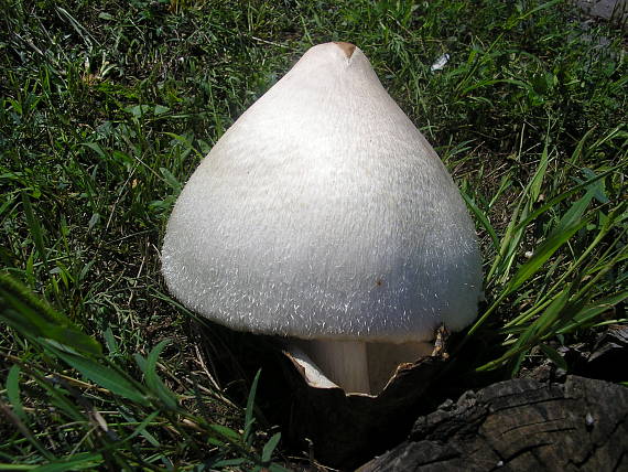 pošvovec stromový Volvariella bombycina (Schaeff.) Singer