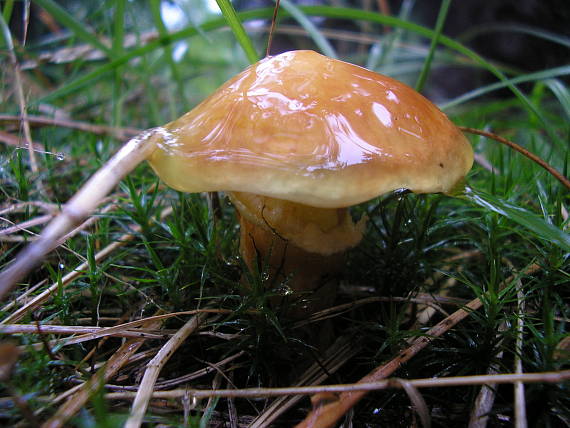 masliak smrekovcový Suillus grevillei (Klotzsch) Singer