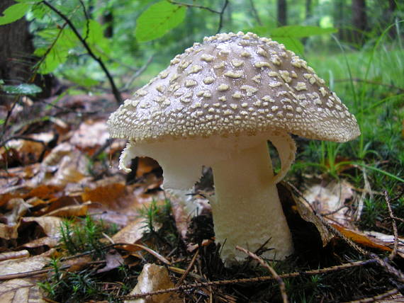 muchotrávka Amanita sp.