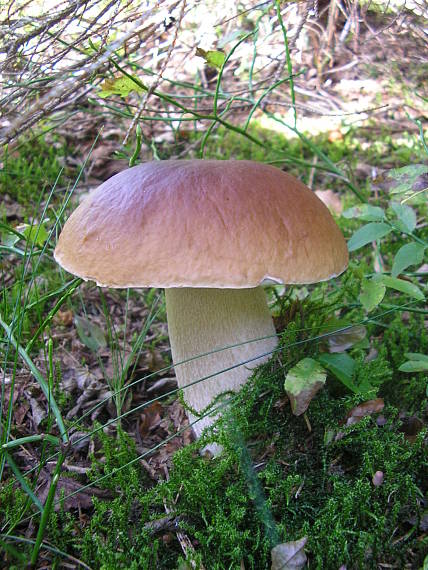 hríb smrekový Boletus edulis Bull.