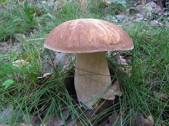 hríb dubový Boletus reticulatus Schaeff.