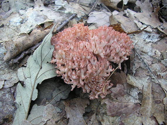 strapačka koralovitá Ramaria botrytis (Pers.) Ricken