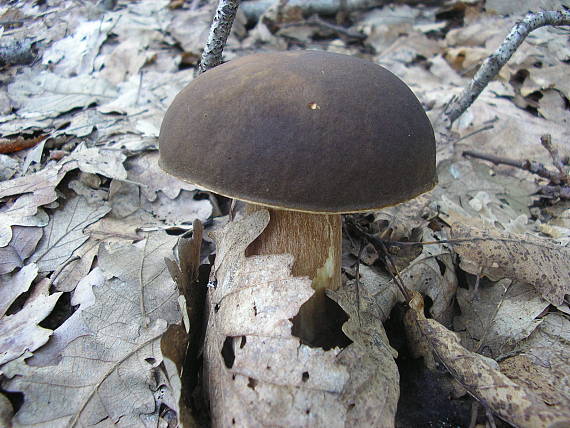 hríb bronzový Boletus aereus Bull. ex Fr.