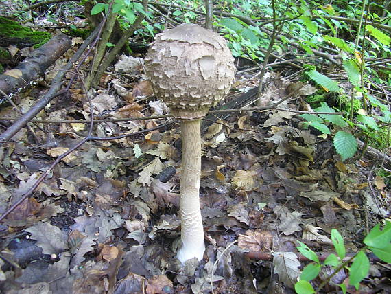 bedľa vysoká Macrolepiota procera (Scop.) Singer