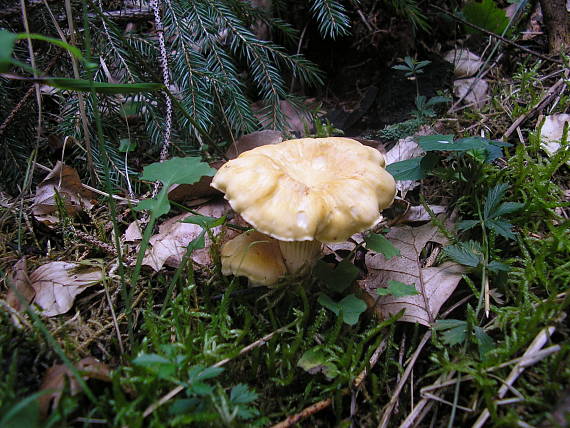 kuriatko jedlé Cantharellus cibarius Fr.