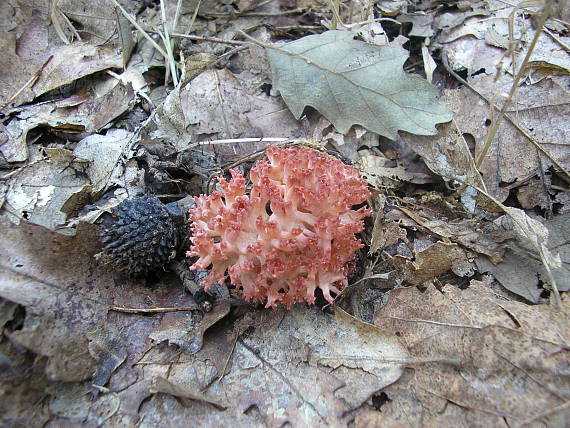 strapačka koralovitá Ramaria botrytis (Pers.) Ricken