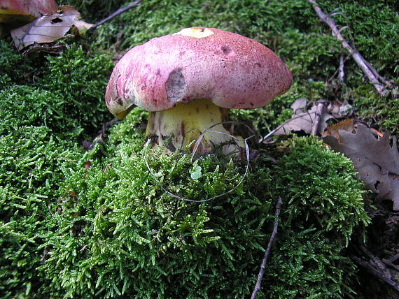 hríb kráľovský Butyriboletus regius (Krombh.) D. Arora & J.L. Frank