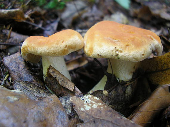 jelenka poprehýbaná Hydnum repandum L.