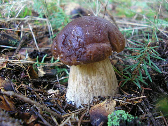 hríb Boletus sp.