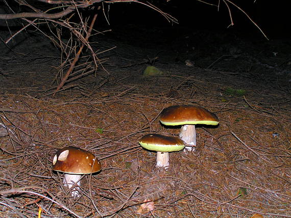 hríb smrekový Boletus edulis Bull.