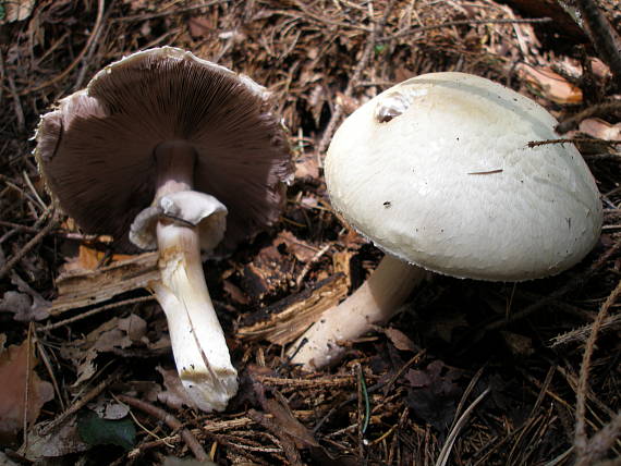 pečiarka hľuznatá Agaricus essettei Bon