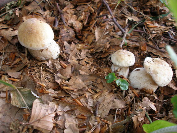 hríb Boletus sp.