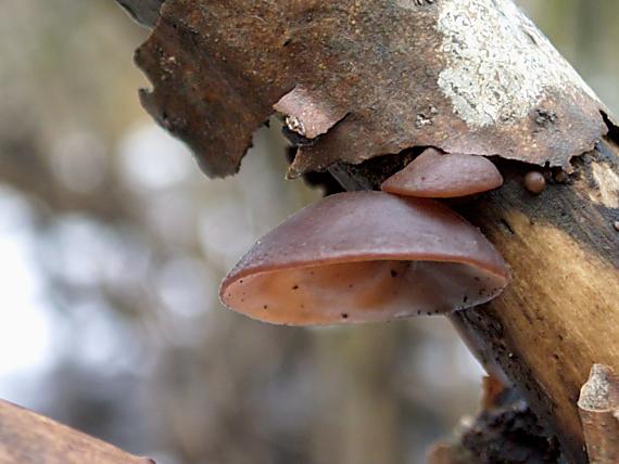 uchovec bazový Auricularia auricula-judae (Bull.) Quél.