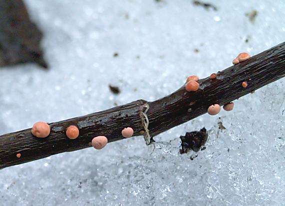 hlivka červená Nectria cinnabarina (Tode) Fr.