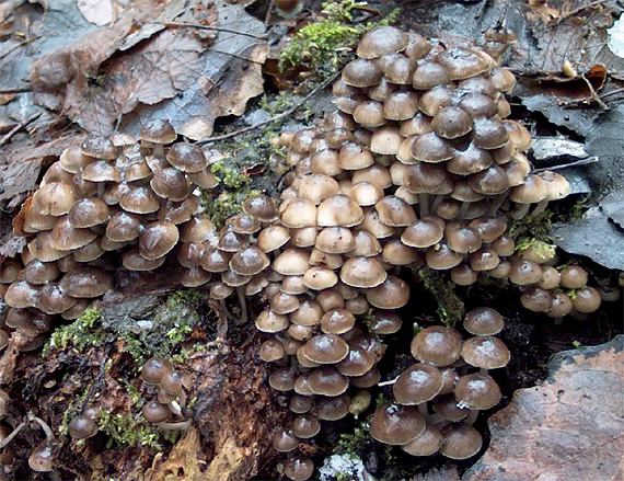 prilbička hnedosivá Mycena tintinnabulum (Paulet) Quél.