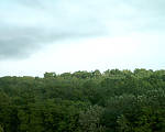 petržalský dažďový prales po daždi