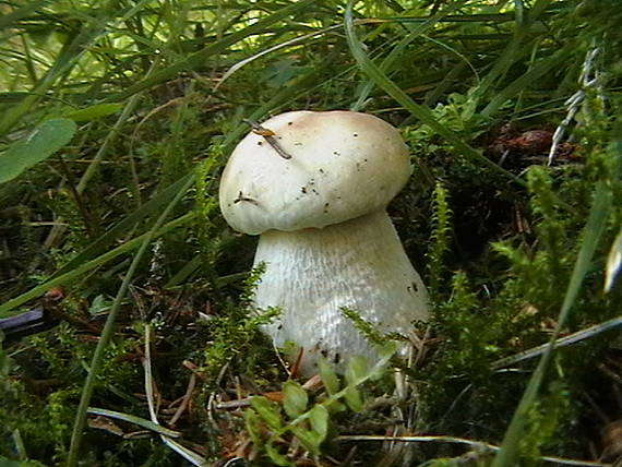 hríb smrekový Boletus edulis Bull.