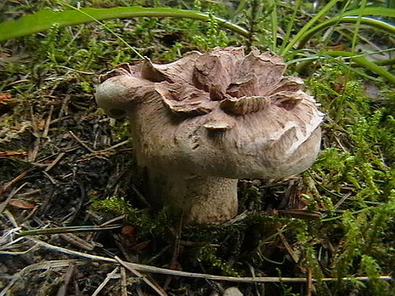 jelenkovec Sarcodon sp.