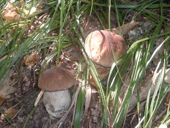 hríb Boletus sp.