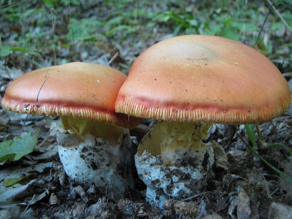 muchotrávka cisárska Amanita caesarea (Scop.) Pers.