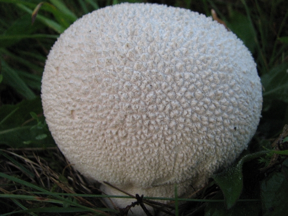 rozpadavec dlabaný Lycoperdon utriforme Bull.