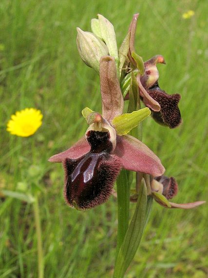 tořič Ophrys sphegodes subsp. atrata (Rchb. f.) E. Mayer