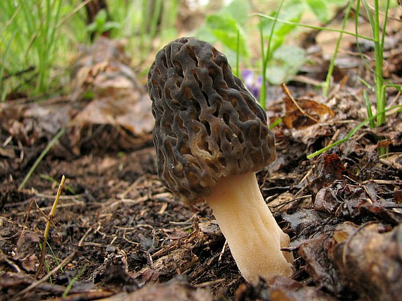 smrčok kužeľovitý Morchella conica Pers.