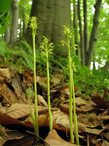 korálice trojklanná Corallorhiza trifida Châtel.