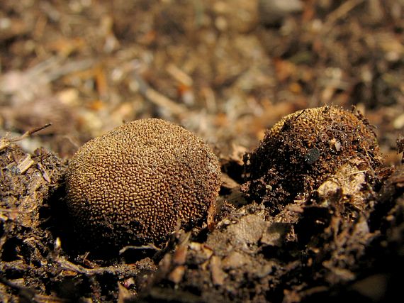 srnka Elaphomyces sp.