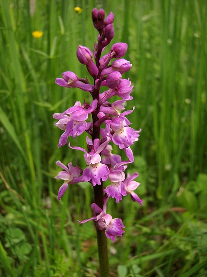 vstavač mužský poznačený Orchis mascula subsp. signifera (Vest) Soó