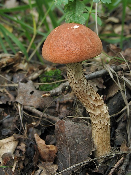 kozák dubový Leccinum aurantiacum (Bull.) Gray