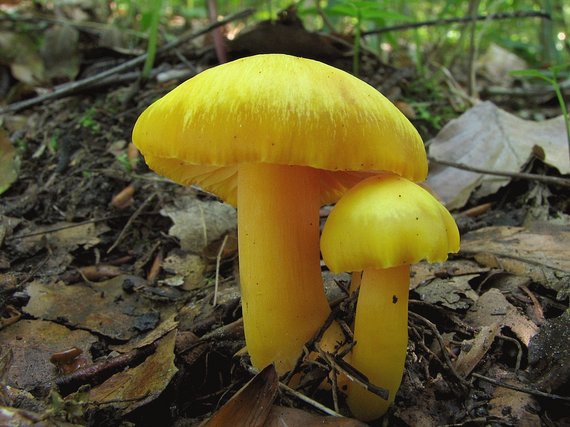 lúčnica sp. Hygrocybe sp.